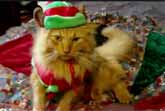 Animals Of YouTube Sing 'Jingle Bells'