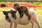 Baby Monkey Riding On A Pig's Back