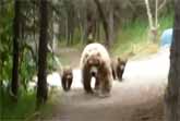 Bear And Two Cubs Following A Hiker In Alaska