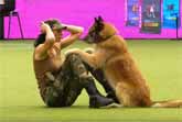 Deril And Lusy - Canine Freestyle - Crufts 2017