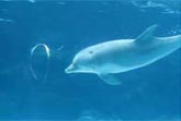 Dolphin Blows Bubble Rings