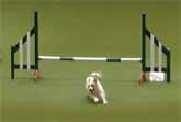Hilarious Jack Russell At Agility Competition