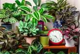 How Plants Move In A 24-hour Period