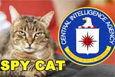 How The CIA Tried To Train A Cat To Be A Spy