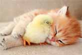 Kitten Sleeps Sweetly With The Chicken