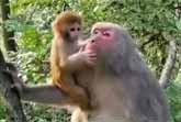 Monkey & Baby