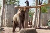 The Balancing Elephant