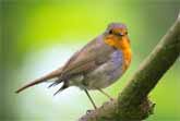 The Most Beautiful Bird Song - Nightingale Singing At Sunrise