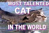 The World's Most Talented Cat Lives In Australia