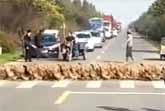 Thousands of Ducks at a Zebra Crossing in China