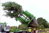 Tree Relocation Made Easy