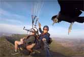 When A Vulture Lands On Your Selfie Stick While Paragliding